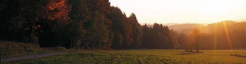 Schwäbischer-Wald